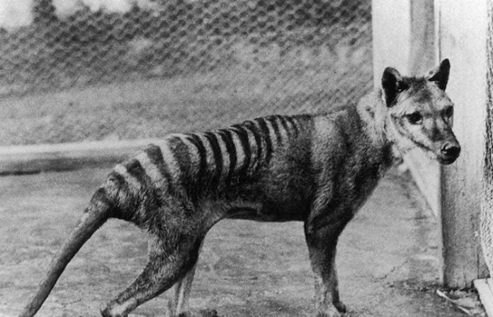 Científicos logran extraer por primera vez el ARN de los restos del extinguido lobo de Tasmania