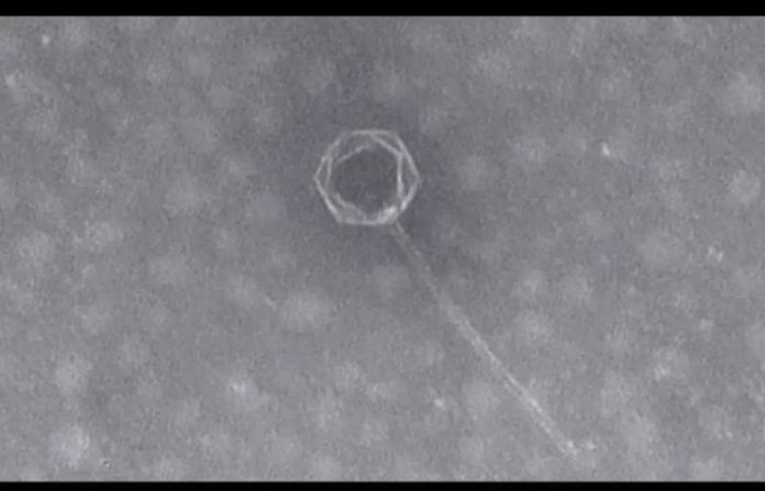 Descubren en el mar un nuevo virus que vive a una profundidad de casi 9.000 metros