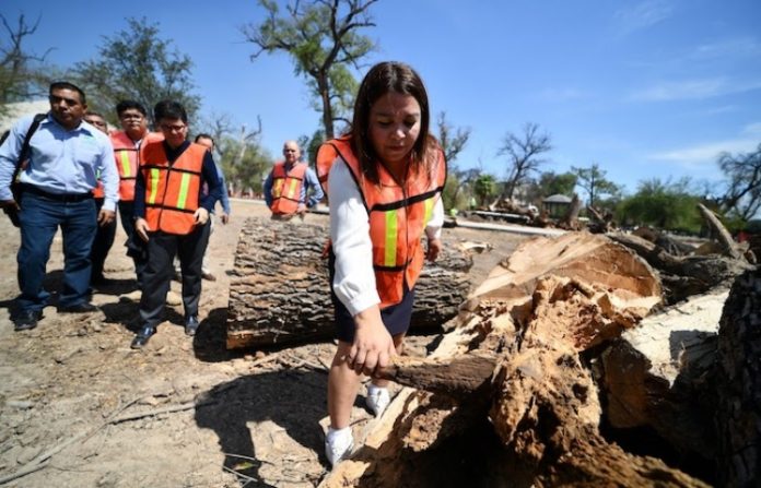 Anuncian nueva fase en la regeneración de La Alameda