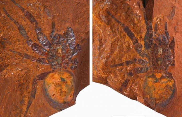 Descubren un fósil de araña de 15 millones de años, el segundo más grande jamás hallado
