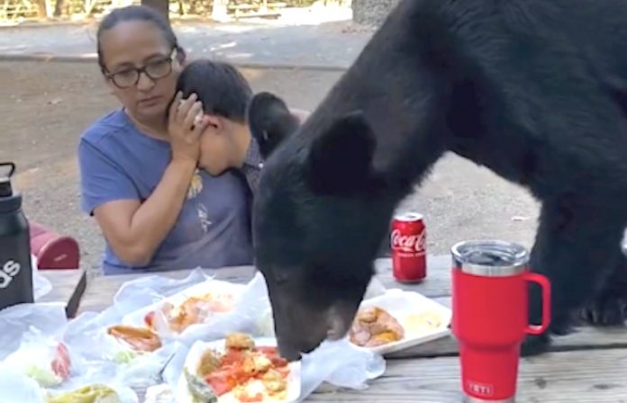 VIDEO: Oso degusta tacos y enchiladas en Chipinque
