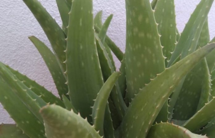 ¿Es lo mismo Sábila que Aloe Vera?