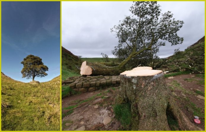 El árbol de Robin Hood “talado deliberadamente”, dice parque nacional británico