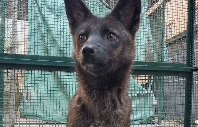 Hallan en Brasil a un perro que resulta ser el primer híbrido de su especie