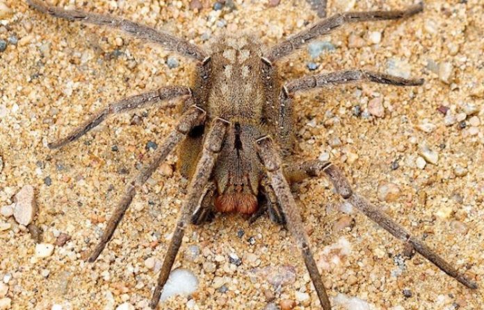 El veneno de araña que provoca necrosis peneana podría funcionar como alternativa al viagra