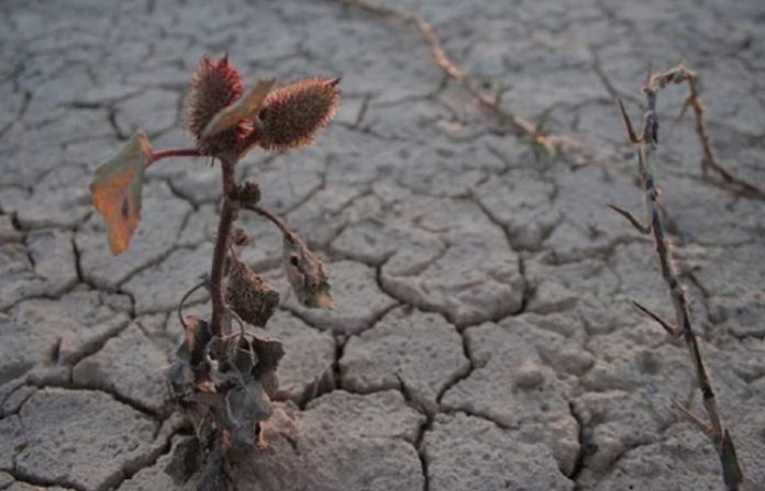 Manaos, 17º municipio de la Amazonía brasileña en declarar una emergencia por la sequía Eitmedia.mx