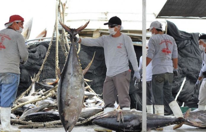 Comisión de Pesca trabaja en cinco reformas legales para atender necesidades del sector: Azucena Arreola