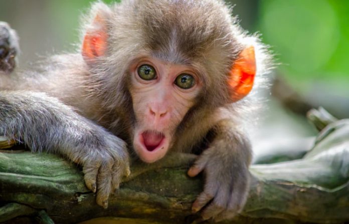 GAVI entregará a África 500.000 dosis de vacuna contra la viruela del mono este año