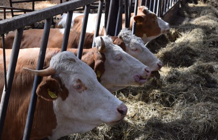 EU suspende temporalmente la importación de ganado mexicano por gusano barrenador