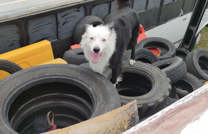 Plantean establecer en la ley que solo se podrán comercializar perros y gatos que estén vacunados y esterilizados