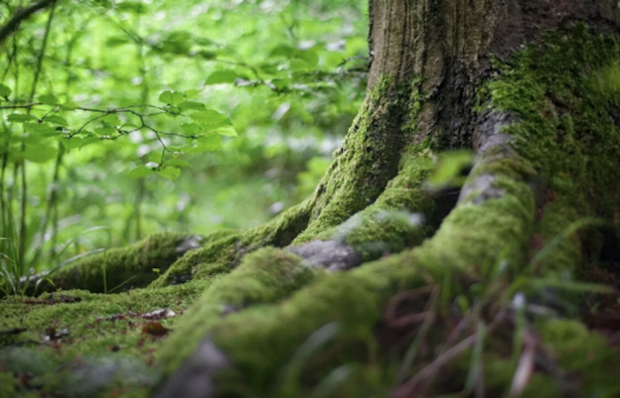 México implementa programas de reforestación en su lucha contra el cambio climático
