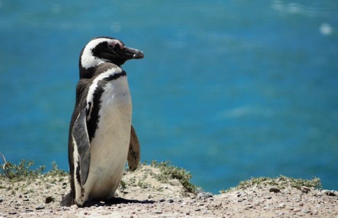 Detectan gripe aviar en unos pingüinos de las islas Georgia del Sur