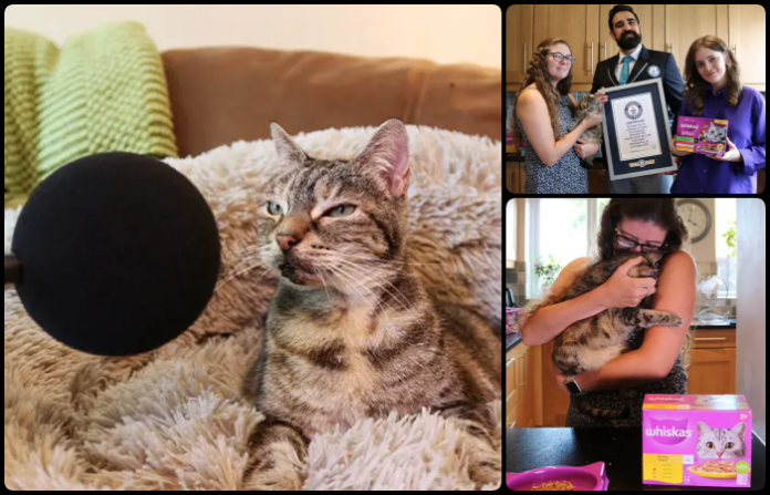 Video: Una gata británica bate el Récord Guinness con el ronroneo más fuerte del mundo