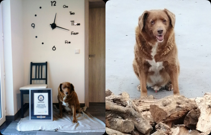 Muere el perro más viejo del mundo con 31 años