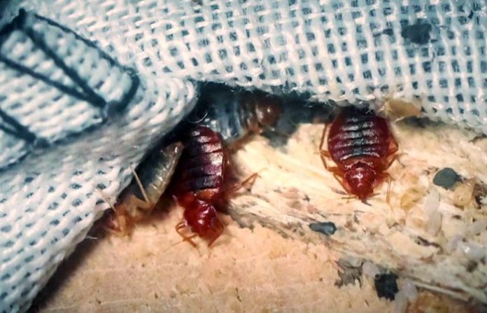 Inteligencia gala culpa a medios rusos de la psicosis en Francia por la plaga de chinches