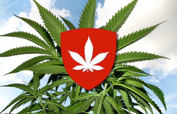 Abrirán en Suiza las primeras en Europa tiendas legales de cannabis