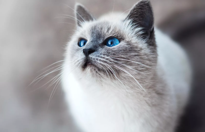 Gato birmano, la belleza y el misterio de la antigua Asia