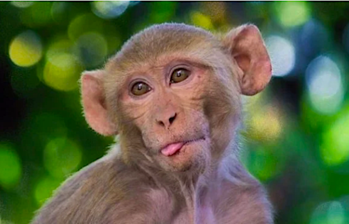 Detectan el tercer caso de viruela del mono en el Reino Unido en dos semanas