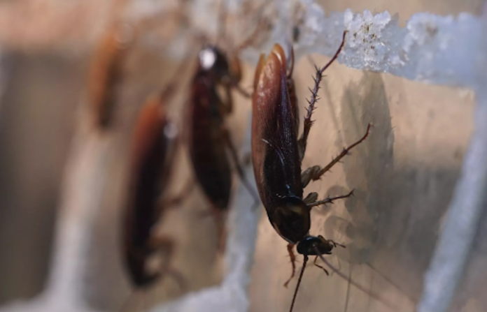 Mordedura de cucaracha, ¿por qué muerden a la gente?