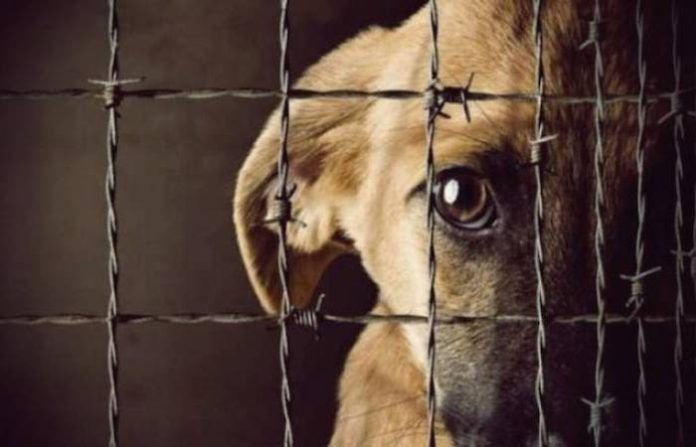 Proponen padrón nacional para identificar a agresores de animales