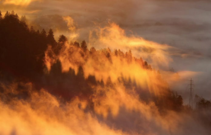 Se requiere una coordinación interinstitucional y transversal para tener una respuesta real e inmediata ante los incendios forestales: Marcela Guerra