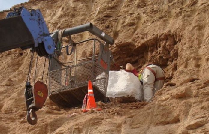 Científicos identifican en Argentina una nueva especie de armadillo prehistórico