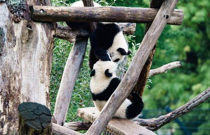 Los dos únicos pandas en el Reino Unido regresarán a China en diciembre