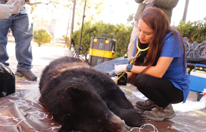 Busca Secretaría de Medio Ambiente proteger a osos de ingerir basura nociva