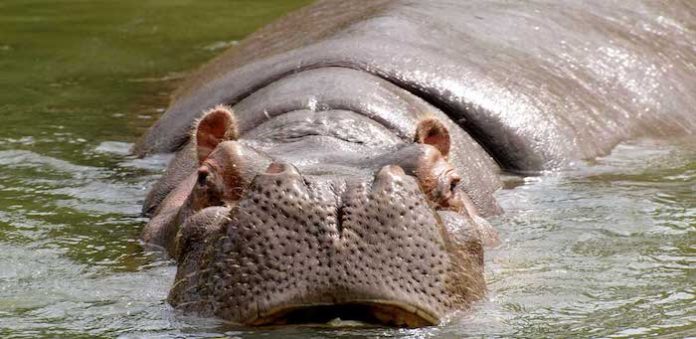 Tribunal colombiano ordena erradicar hipopótamos de Pablo Escobar