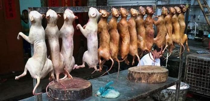 Corea del Sur prohibirá desde 2027 el consumo de carne de perro