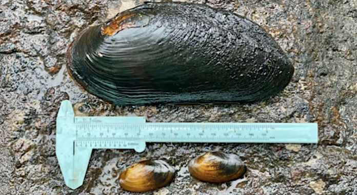 Encuentran en Finlandia el mejillón perla de río más grande del mundo