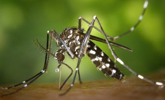 Los hospitales de Brasilia, en colapso por aumento de casos de dengue, dice gobernador