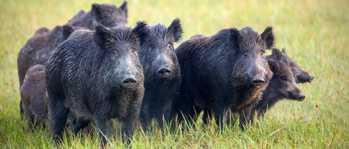 Tres estados de EU están amenazados por una ‘invasión de supercerdos’ desde Canadá