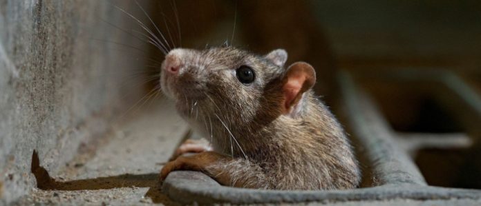 Las ratas invaden los colegios de Marsella