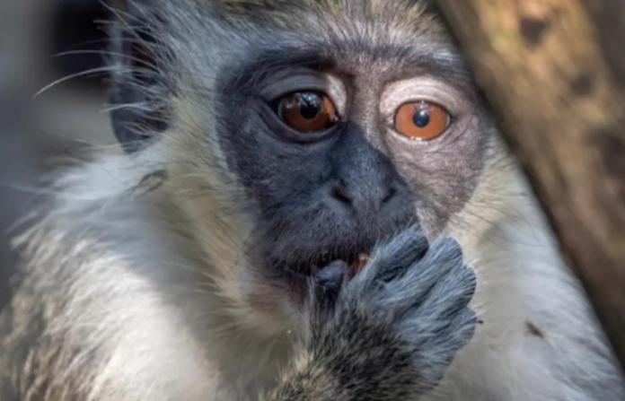 España aportará a África un 20 por ciento de sus vacunas contra viruela del mono