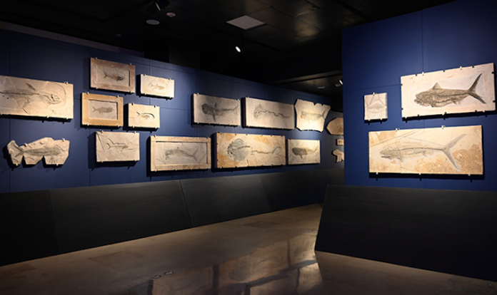 Recuerda MUNE que “fuimos mar” con 235 fósiles marinos