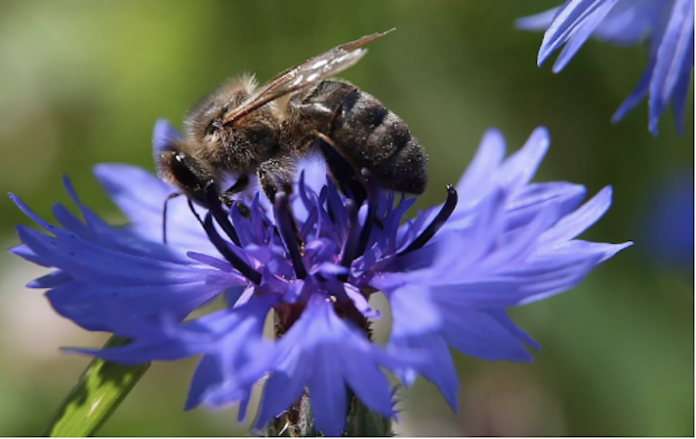 Las flores evolucionan para autopolinizarse y eso podría ser un grave problema para el medioambiente
