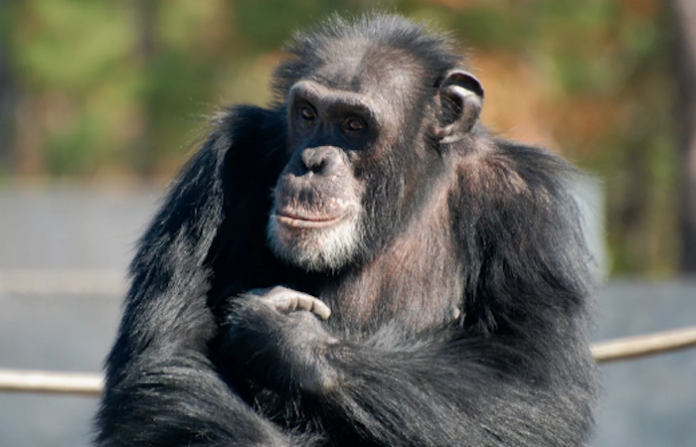 Primates muestran la habilidad de reconocer a sus amigos aunque lleven décadas separados