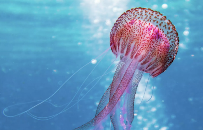 ¿Por fin sabremos cómo pueden las medusas regenerar sus tentáculos?