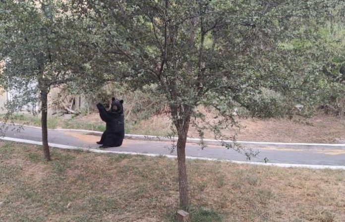 Llama PC de NL a extremar precauciones ante el incremento de avistamientos de osos negros