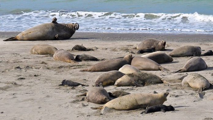 Científicos denuncian muerte masiva de elefantes marinos por gripe aviar en la Antártida