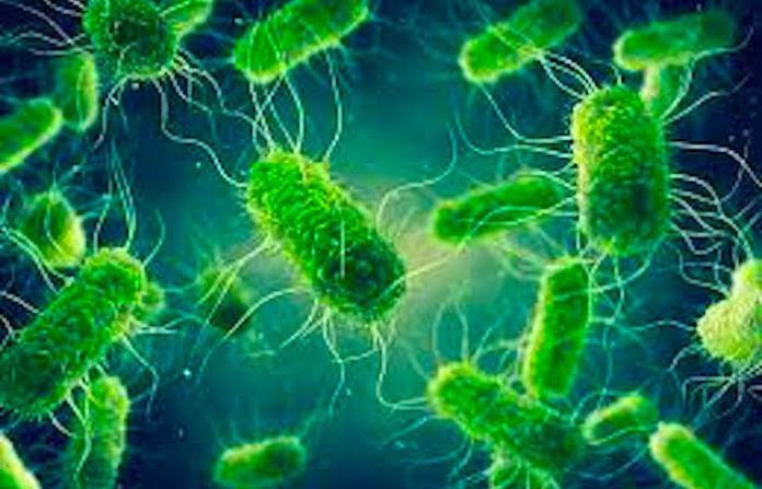 El Reino Unido registra el aumento de casos de salmonelosis tras el Brexit