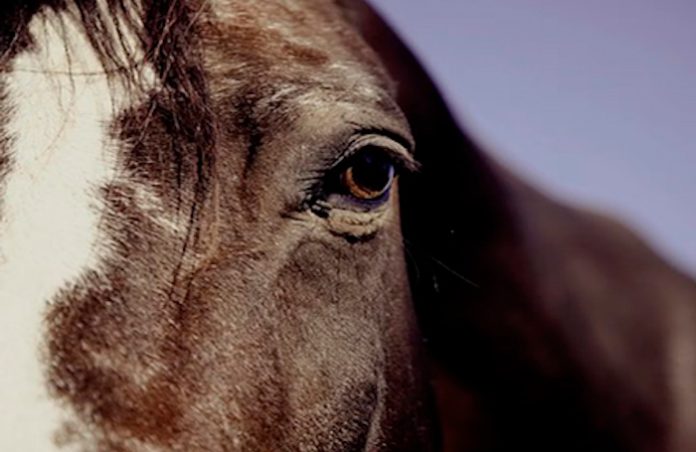 Provincia argentina confirma primera muerte por encefalitis equina en el país