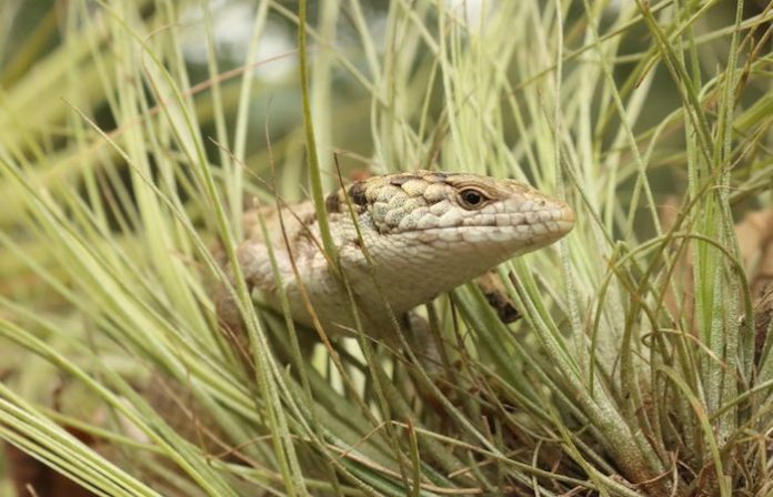 Los investigadores descubren una nueva especie de lagartija en el sur de México