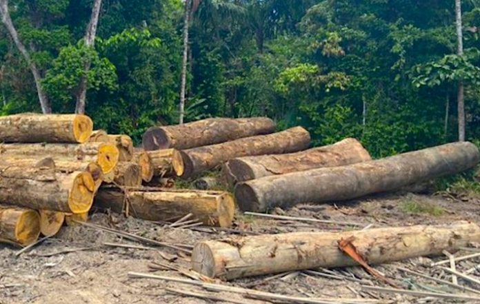 Deforestación en áreas protegidas de Amazonía brasileña cae un 70 por ciento