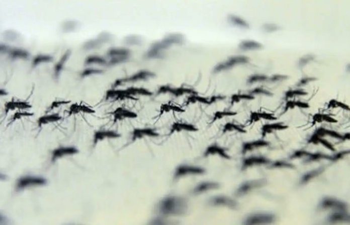 Brasil supera los cuatro millones de casos de dengue en 2024, según Ministerio de Salud