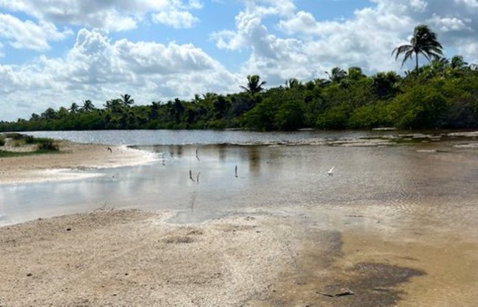 México ha perdido más de 60% de sus ecosistemas de humedales