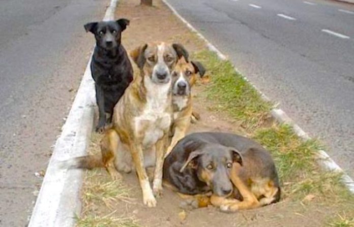 México alista una iniciativa para prohibir el maltrato animal