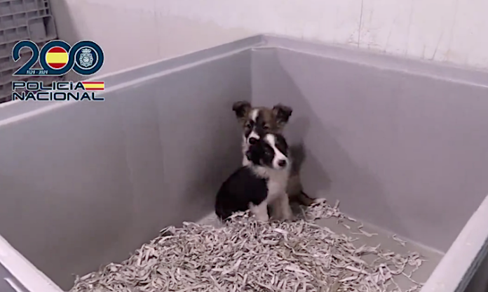 Video: Desarticulado en España un grupo criminal dedicado a la cría y venta ilegal de cachorros