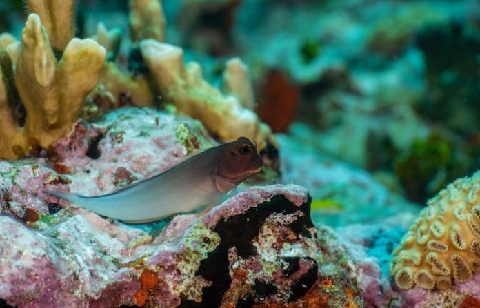 Ecologistas celebran creación del área natural marina protegida más grande de México